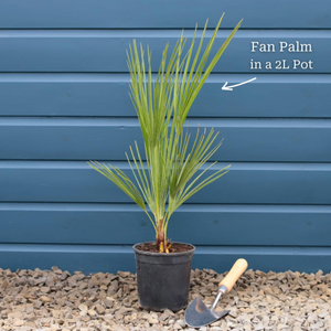 Hardy Fan Palm | Chamaerops humilis