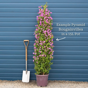 Purple Bougainvillea 'Alexandra'
