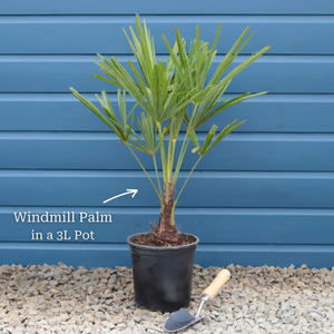 Hardy Windmill Palm | Trachycarpus fortunei