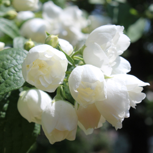 Philadelphus 'Virginal' 30/40 - 3L Pot