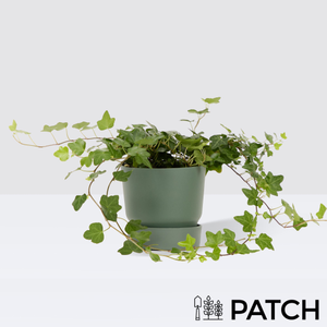 PATCH Ivy in Reservoir Pot