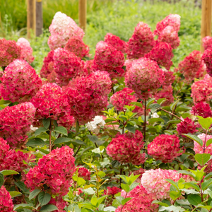 Hydrangea paniculata 'Redlight'® 2L