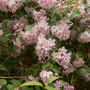 Deutzia rosea 'Yuki Cherry Blossom'-S - 5L Pot