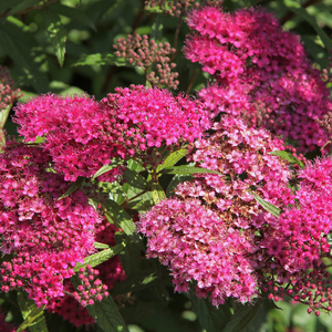 Spiraea japonica 'Anthony Waterer' - 2L Pot