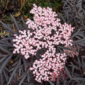 Sambucus 'Black Lace' - 10L Pot