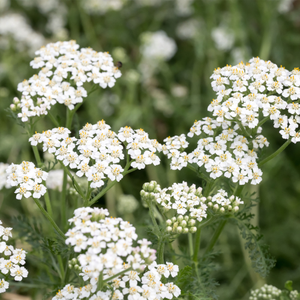 Achillea millefolium 'White Beauty' - 9cm Pot
