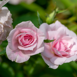 Rosa 'Porcelain Parfuma' - 5L Pot