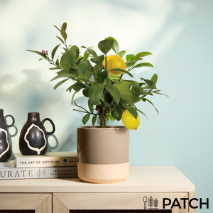 PATCH Vivi in Dipped Tumbler Pot