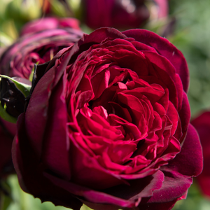 Rosa 'Royal Parfuma' - 5L Pot