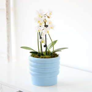 Phalaenopsis Orchid