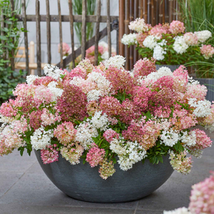 Hydrangea 'Groundbreaker Blush'