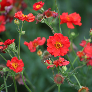 Geum 'Scarlet Tempest' - 5L Pot