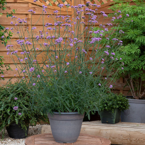 Verbena Bonnie Blue | 1 Litre Garden Ready Plant