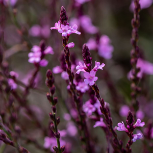 Verbena Bampton | 1 Litre Garden Ready Plant