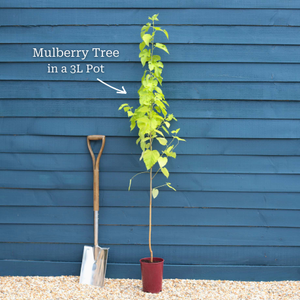 Black Mulberry Tree | Morus nigra