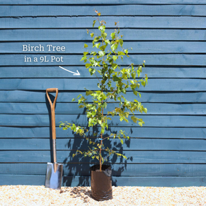 Black Birch Tree | Betula nigra 'Black Star'