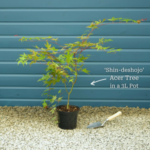 Japanese Maple Tree | Acer palmatum 'Shin-deshojo'