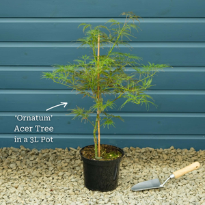 Japanese Maple Tree | Acer palmatum 'Ornatum'