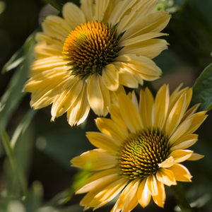 Echinacea 'Lakota Orange' - 9cm Pot