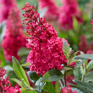 Buddleja Butterfly Candy Little Ruby | 1 Litre Garden Ready Plant