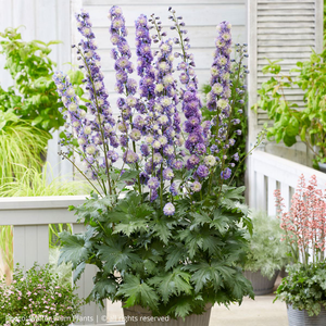 Delphinium Highlander Bolero | 1 Litre Garden Ready Plant