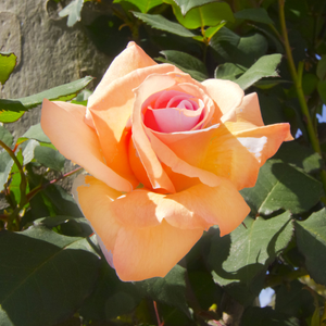 Rosa 'Scent from Heaven' - 4L Pot