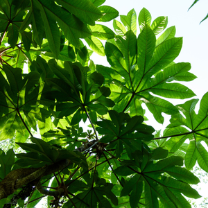 Tetrapanax papyrifer 'Rex' - 4L Pot