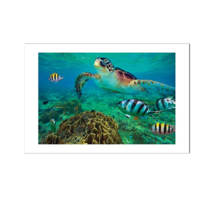 Green Sea Turtle And Sergeant Major Damselfish Group, Negros Oriental, Philippines