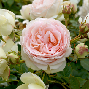 Rosa 'Eden Rose' - 5L Pot