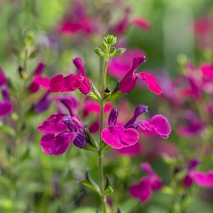 Salvia greggii Viola's Darling | 1 Litre Garden Ready Plant