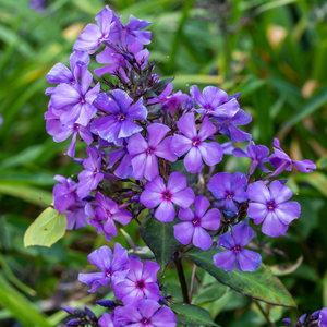 Phlox paniculata Blue Paradise | 1 Litre Garden Ready Plant