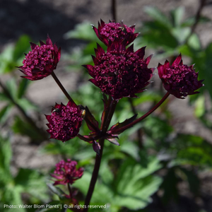 Astrantia Burgundy Manor | 1 Litre Garden Ready Plant