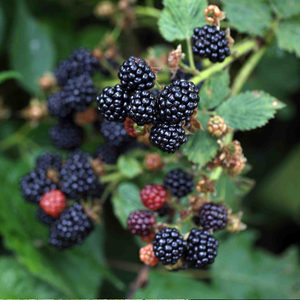 Blackberry Plant 'Thornfree'