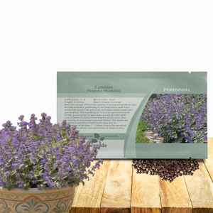 Blue Catmint Seeds For Planting | Perennial Nepeta Flower Seeds