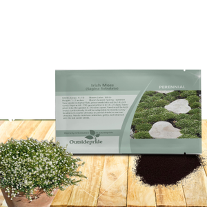 Irish Moss Seeds For Planting Outdoors | Low Maintenance Ground Cover