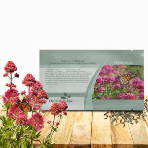 Jupiter's Beard Centranthus Ruber Red Valerian Flower Seed For Xeriscaping