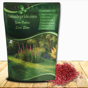 Sheeps Fine Fescue Xeriscaping Drought Tolerant Lawn Grass & Erosion Control