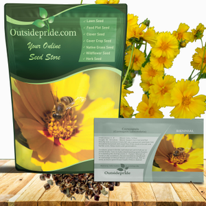 Yellow Lanceleaf Coreopsis Wild Flower Seed For Planting | Tolerant of Drought, Heat, & Humidity