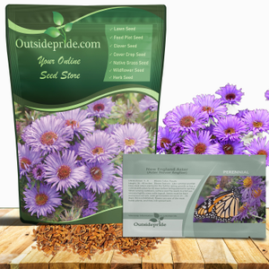 Purple Aster Seeds For Planting | New England Aster Flower Seed