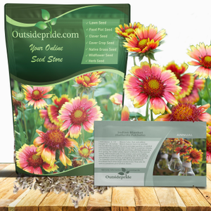 Gaillardia Pulchella Indian Blanket Drought Tolerant Wildflowers For Xeriscape Landscaping