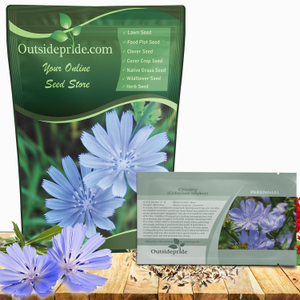 Blue Chicory Seeds For Planting | Cichorium Intybus Wild Flower Seed