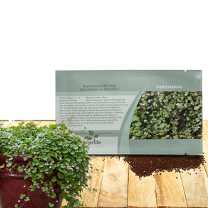 Kenilworth Ivy Seeds - Cymbalaria Kenilworth Flowering Ivy Ground Cover Seed