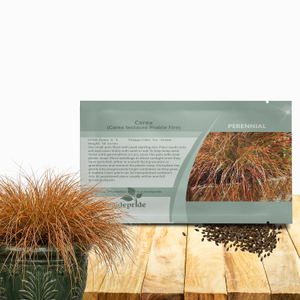Carex Seed - Orange Sedge Ornamental Grass Seeds