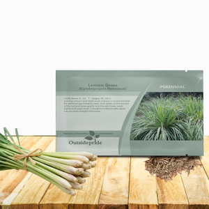 Lemon Grass Seeds For Planting - Cymbopogon Flexuosus Ornamental Grass Seed