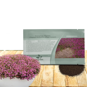 Creeping Thyme Drought Resistant Thymus Serpyllum Magic Carpet Ground Cover Plant Seeds