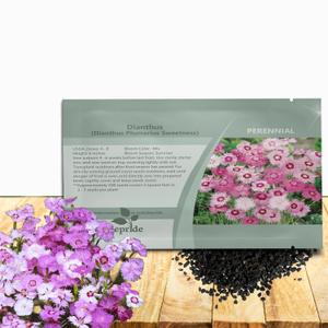 Dianthus Seed - Dianthus Plumarius Sweetness Ground Cover Seeds