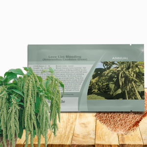Amaranthus Seeds - Amaranthus Caudatus Green Flower Seed