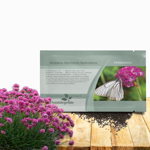Armeria Maritima Splendens Sea Pink Thrift Garden Flowers Seed For Xeriscaping