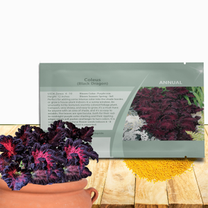 Black Coleus Seed For Planting - Coleus Black Dragon Flower Seed - Dark Foliage Plants