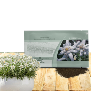 Drought Tolerant Edelweiss Leontopodium Alpinum Ground Cover Plant Seed